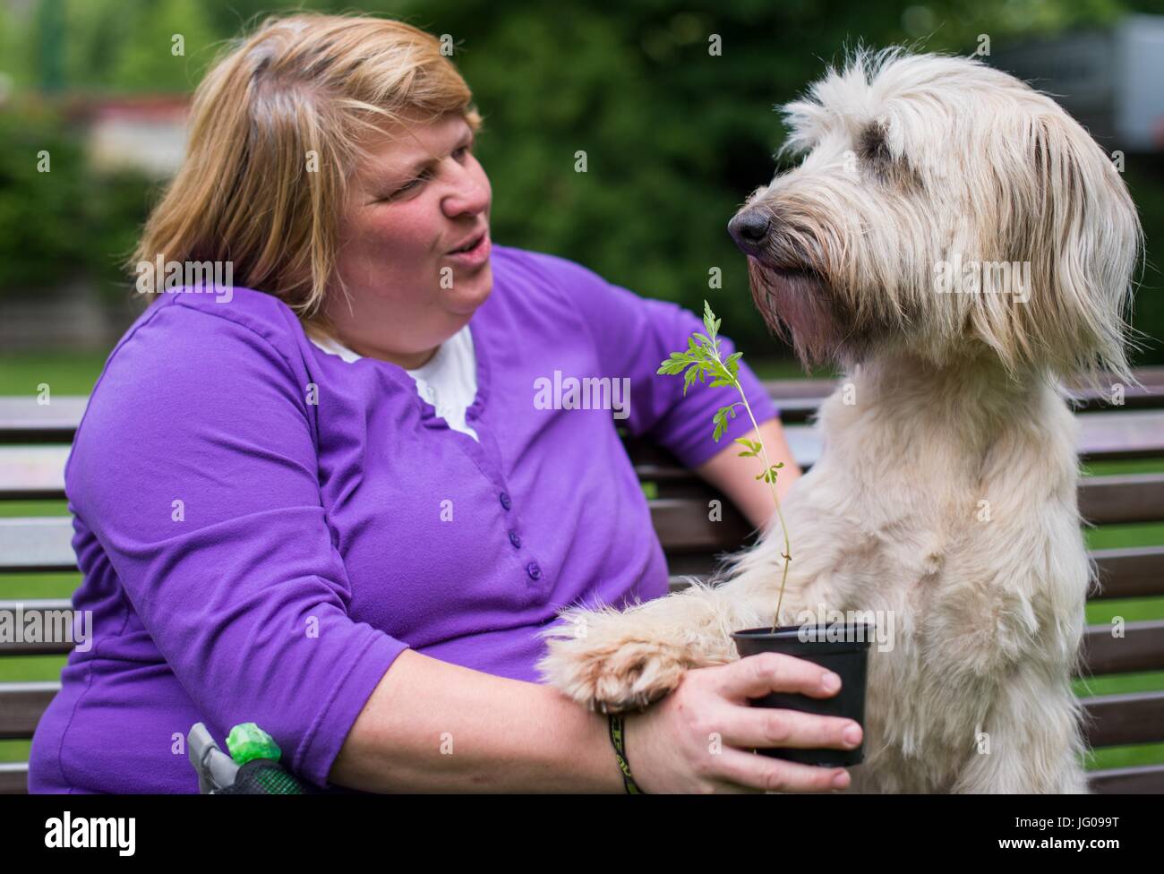 Der Hund Arwen schnüffelt den Boden, auf der Suche nach Ambrosia-Pflanzen mit Hilfe ihrer Lehrerin Katja Krauss in der Hundeschule "Greh" in Berlin, Deutschland, 26. Juni 2017. Die Ambrosia-Pflanze, die sehr unscheinbar aussieht, gehört zu den stärksten Allergie-Auslöser in Mitteleuropa. Foto: Monika Skolimowska/dpa Stockfoto