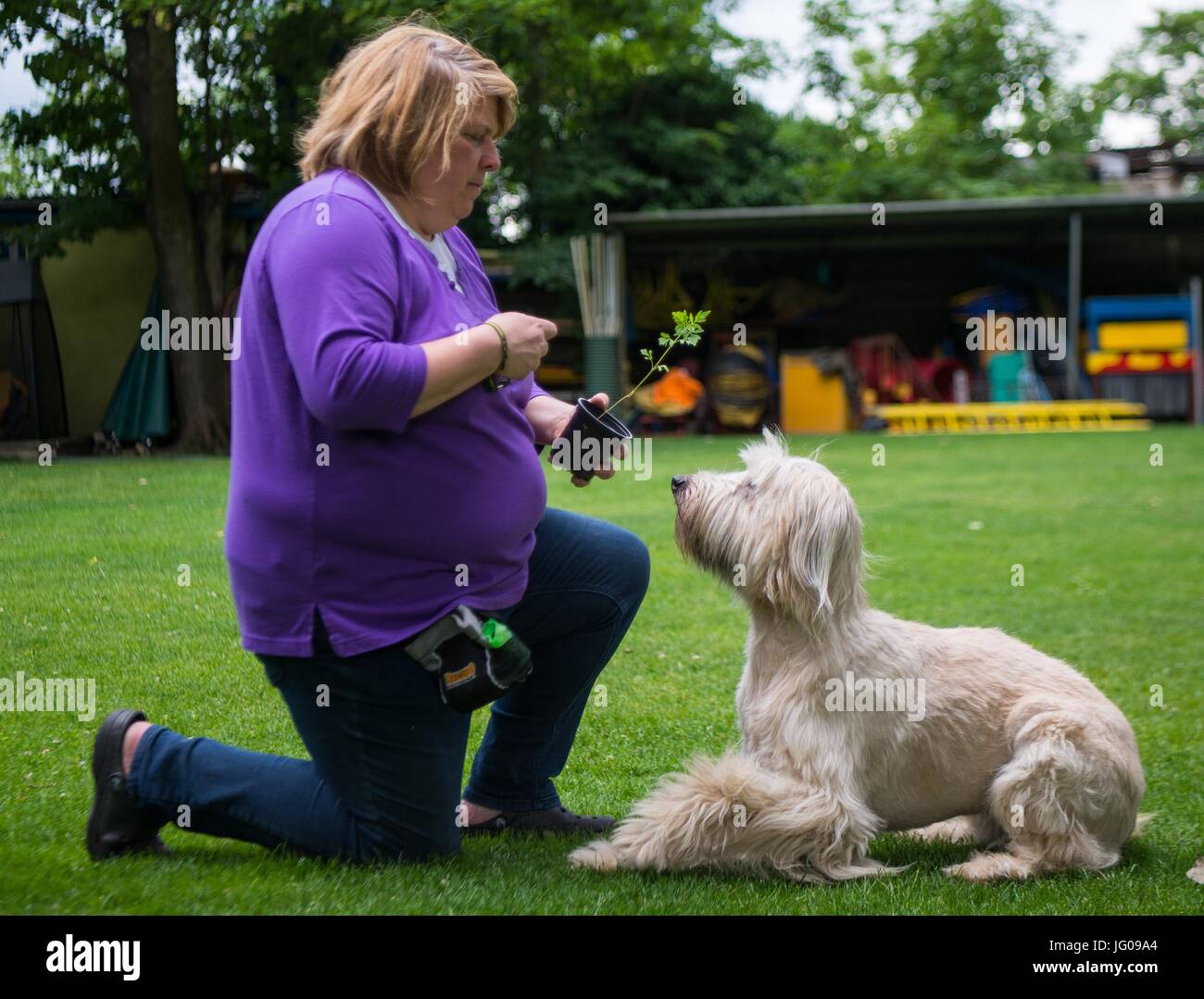 Der Hund Arwen schnüffelt den Boden, auf der Suche nach Ambrosia-Pflanzen mit Hilfe ihrer Lehrerin Katja Krauss in der Hundeschule "Greh" in Berlin, Deutschland, 26. Juni 2017. Die Ambrosia-Pflanze, die sehr unscheinbar aussieht, gehört zu den stärksten Allergie-Auslöser in Mitteleuropa. Foto: Monika Skolimowska/dpa Stockfoto