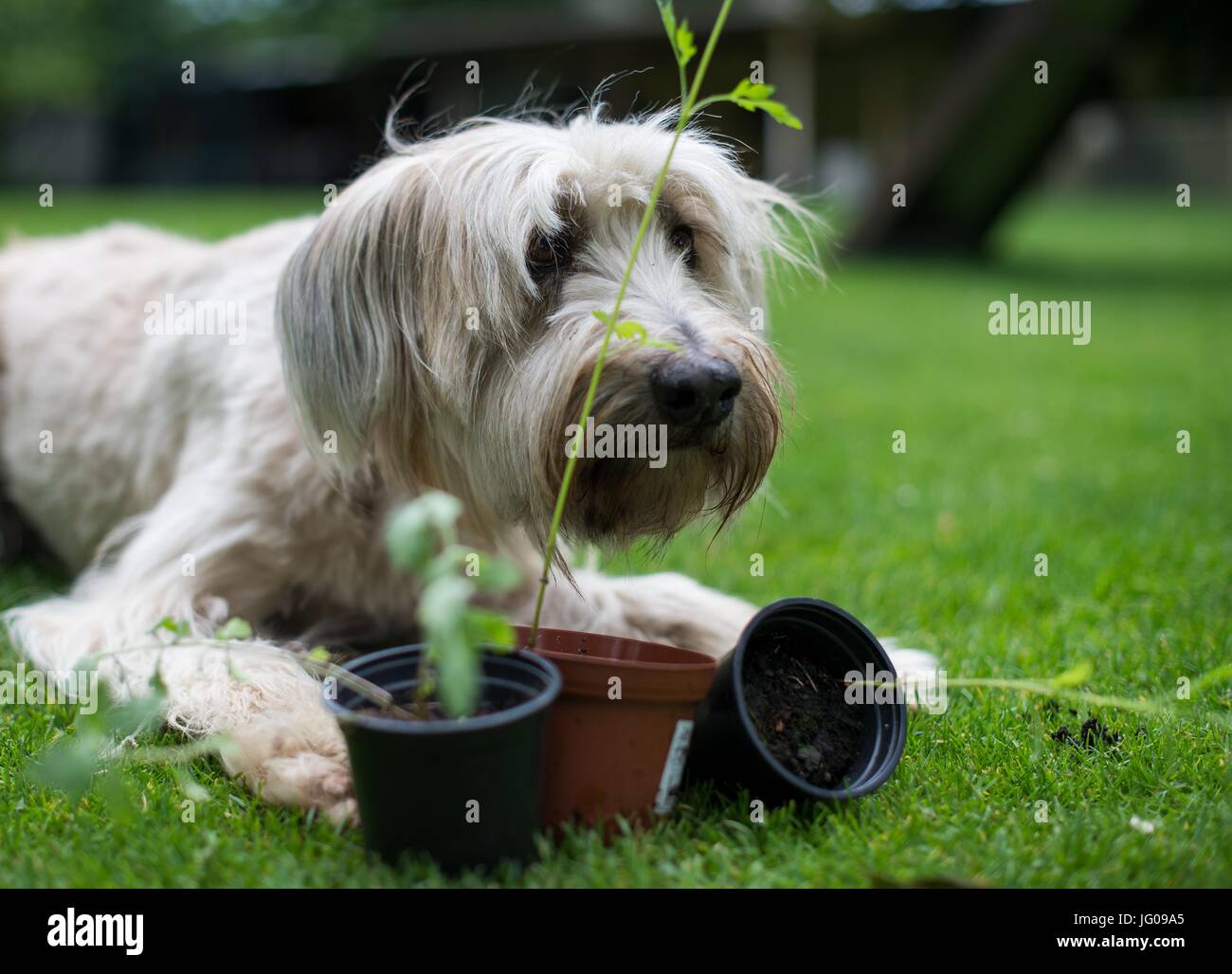 Der Hund Arwen schnüffelt den Boden, auf der Suche nach Ambrosia-Pflanzen in der Hundeschule "Greh" in Berlin, Deutschland, 26. Juni 2017. Die Ambrosia-Pflanze, die sehr unscheinbar aussieht, gehört zu den stärksten Allergie-Auslöser in Mitteleuropa. Foto: Monika Skolimowska/dpa Stockfoto
