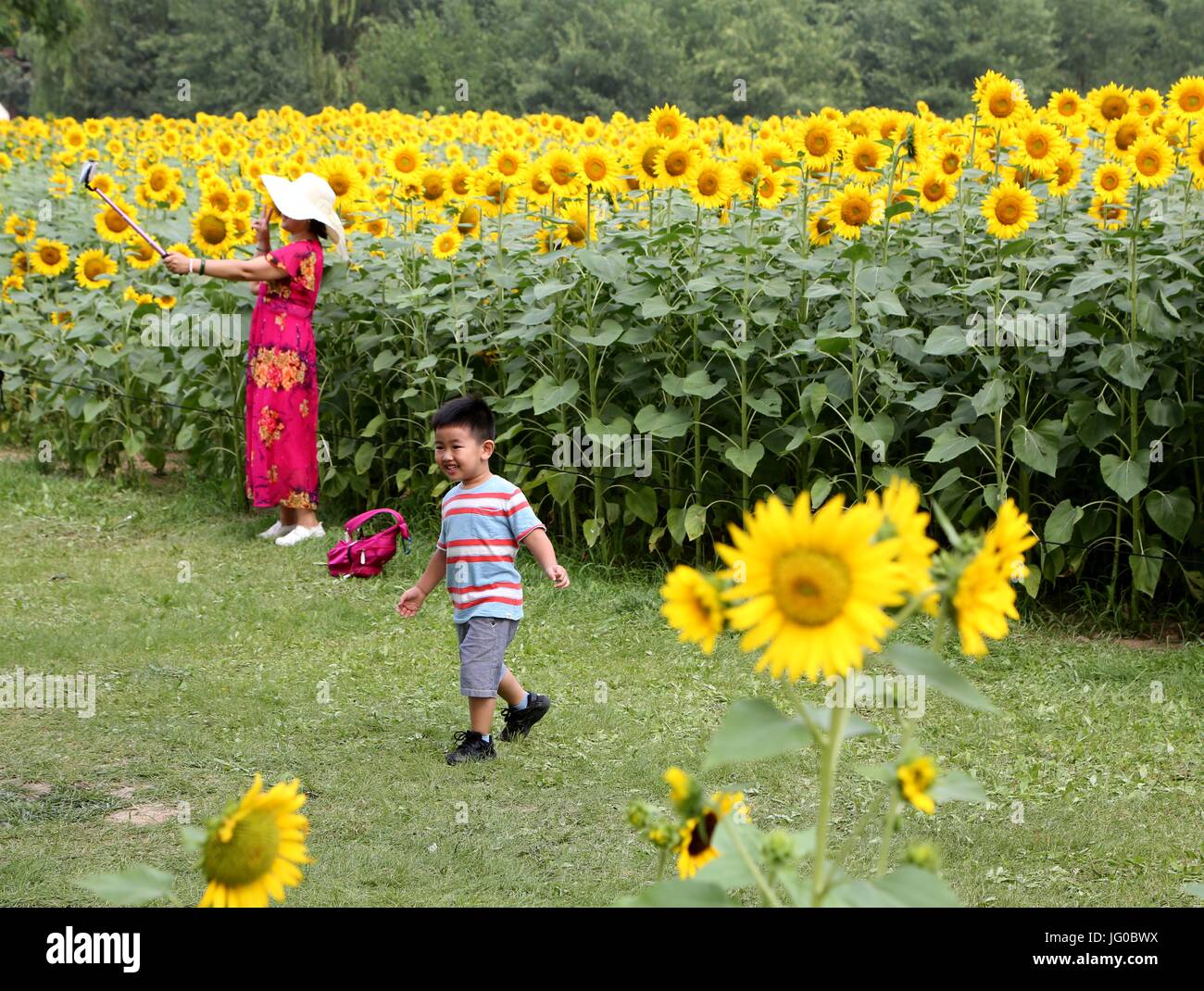 Peking, China. 3. Juli 2017. Touristen besuchen die Olympic Forest Park in Peking, Hauptstadt von China, 3. Juli 2017. Die Sonnenblumen hier eingegeben Blütezeit, zieht eine gute Manytourists. Bildnachweis: Wang Xibao/Xinhua/Alamy Live-Nachrichten Stockfoto