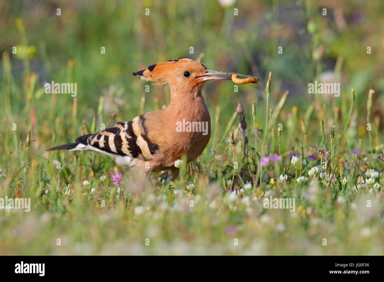 Eurasische Wiedehopf (Upupa Epops) Fütterung auf Grünland in Nordgriechenland im Frühjahr Stockfoto