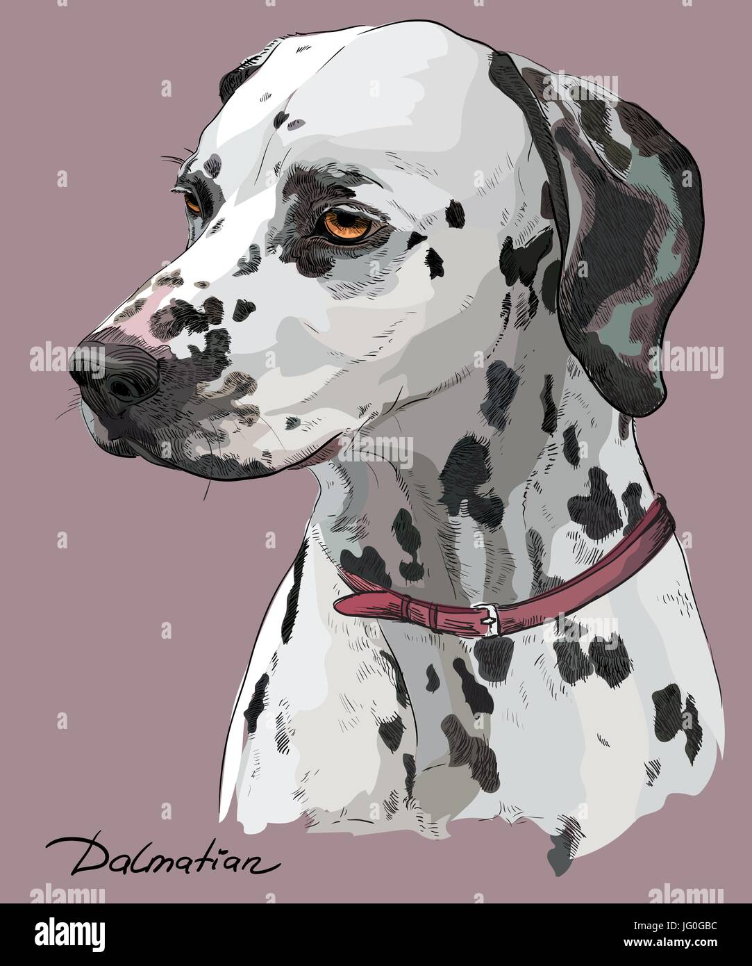 Coloful Hand Zeichnung Vektor Porträt der Dalmatiner Hund im Profil auf rosa Hintergrund Stock Vektor