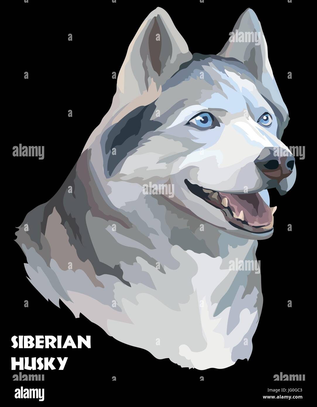 Vektor farbigen Porträt von Siberian Husky Handzeichnung Illustration auf schwarzem Hintergrund Stock Vektor