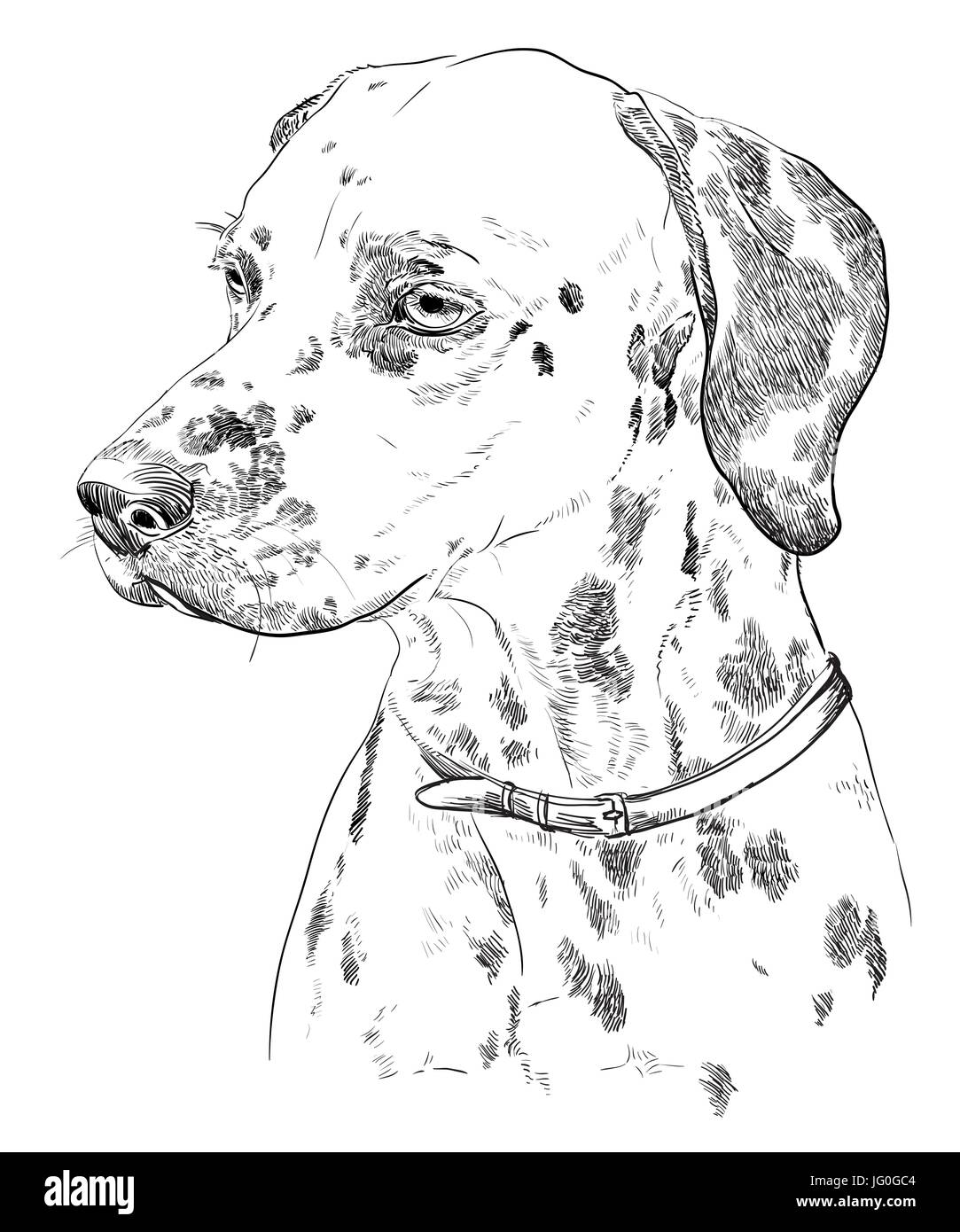 Vektor-Porträt der Dalmatiner in schwarzer Farbe hand Zeichnung Illustration auf weißem Hintergrund Stock Vektor