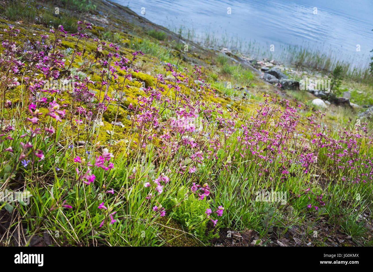 Ladoga Seenlandschaft, rosa Blumen und Gräser wachsen an Küste im Sommertag Stockfoto