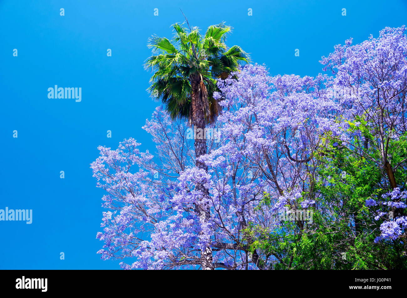 Eine Palme und lila blühenden Bäumen im Bereich Hollywood von Los Angeles im Frühjahr in Kalifornien. Stockfoto