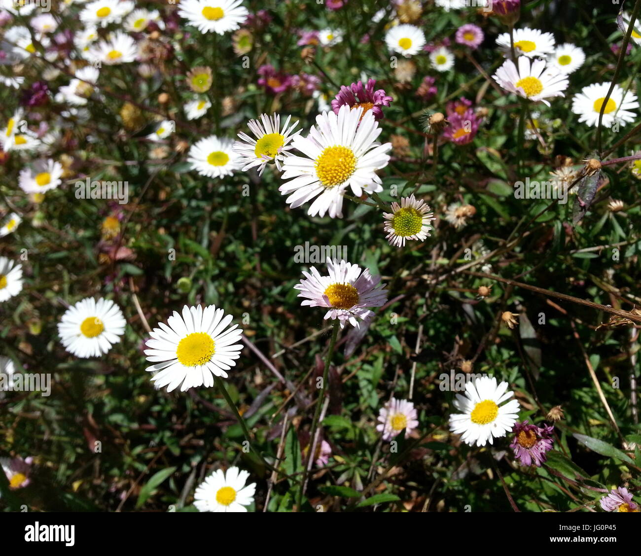 Englisch Daisy Blumen Stockfoto