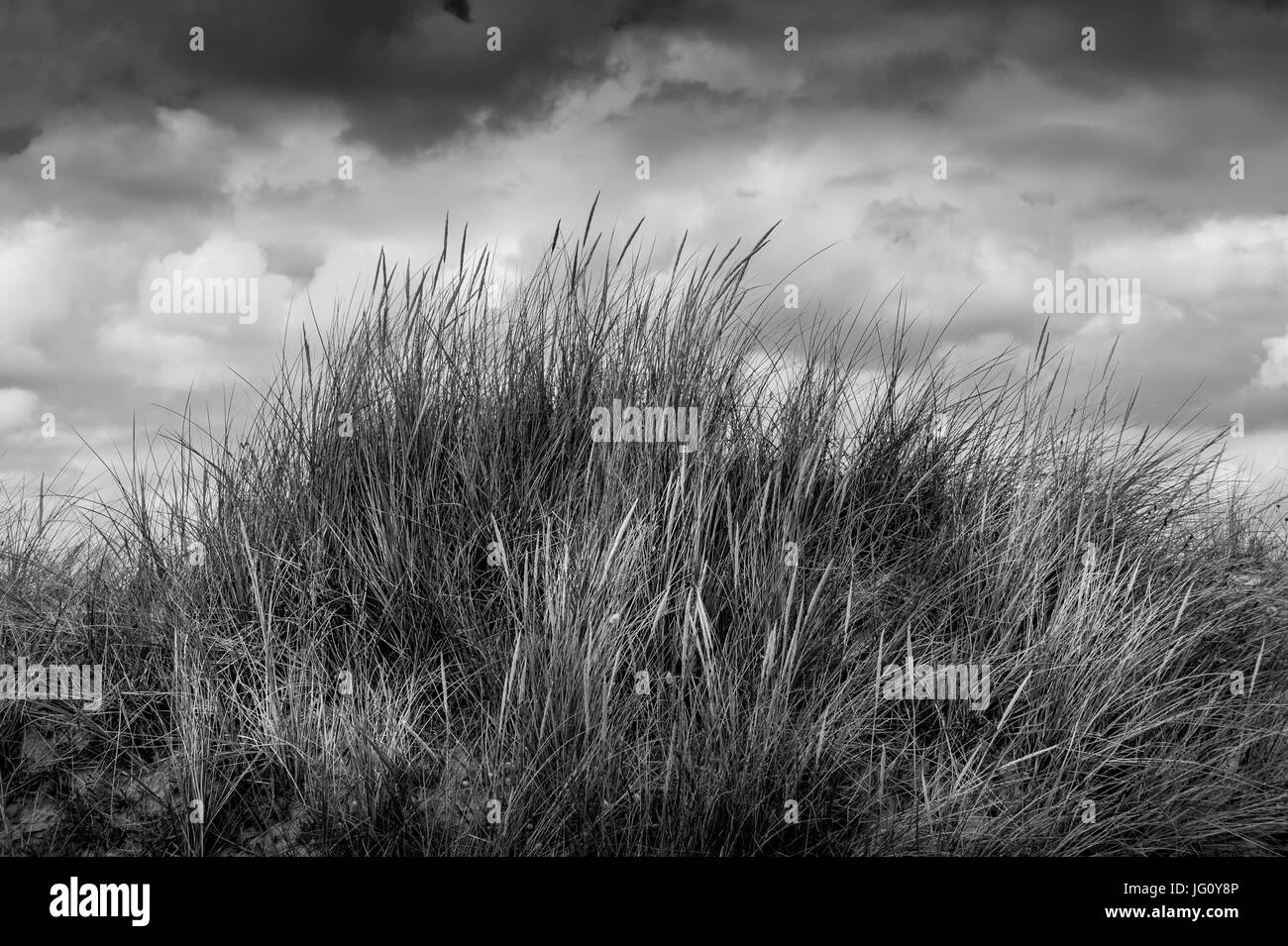 Rasen Sie in Sanddünen mit einem Himmel bewölkt, launisch. Stockfoto