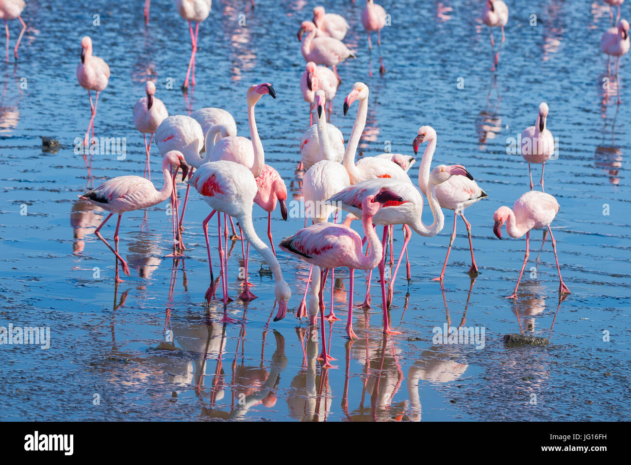 Gruppe von rosa Flamingos auf dem Meer in Walvis Bay, der atlantischen Küste von Namibia, Afrika. Stockfoto