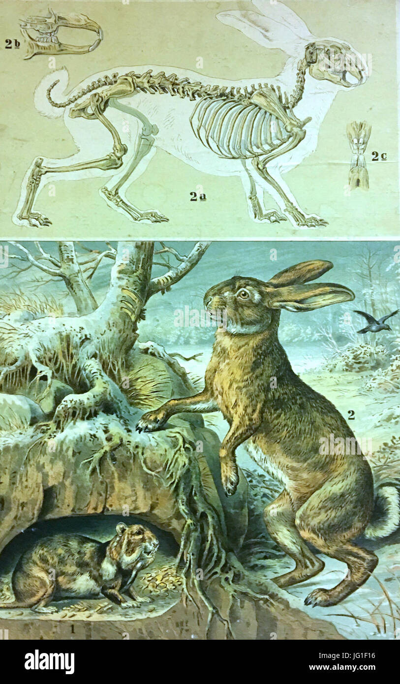 Garten Und Feld Tafel 9 Hamster (Cricetus Frumentarius Pall.) Hase (Lepus Timidius L.) Skelett Eckstein & Stähle, Kgl. Hofkunstanstalt, Stuttgart-Platte Stockfoto