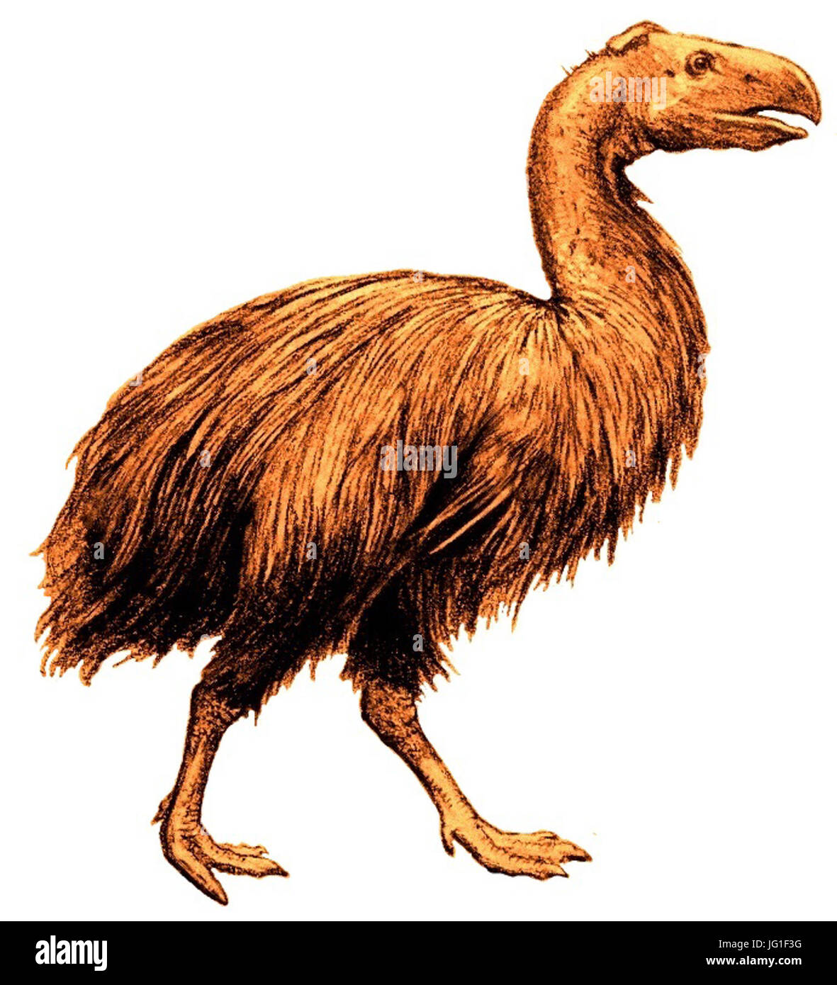 Gastornis 1917 weißen Hintergrund Stockfoto