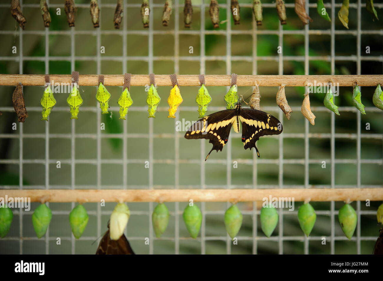 Buterfly charaktervoller Coccons mit geschlüpften Schmetterling Stockfoto