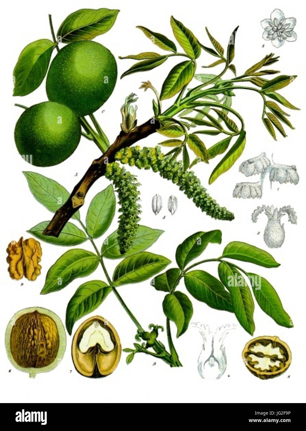 Juglans Regia - Köhler-s Medizinal-Pflanzen-081 Stockfoto