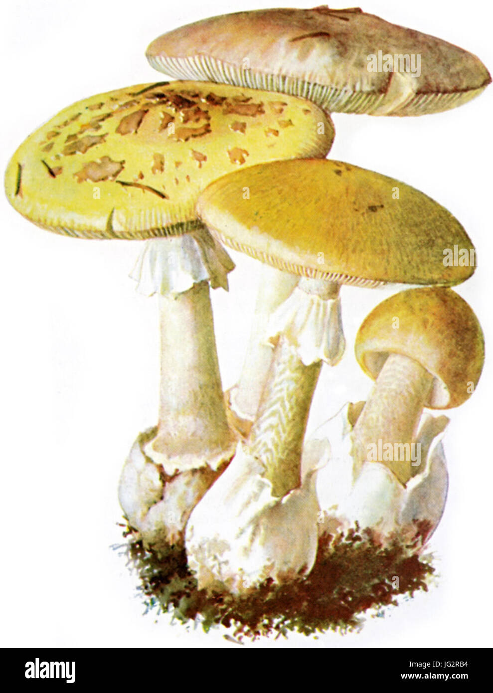 Knollenblätterpilze-1 Stockfoto