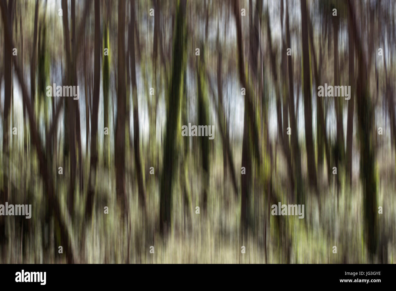 Abstrakte Bewegung verwischt Bäume in einem Wald Stockfoto