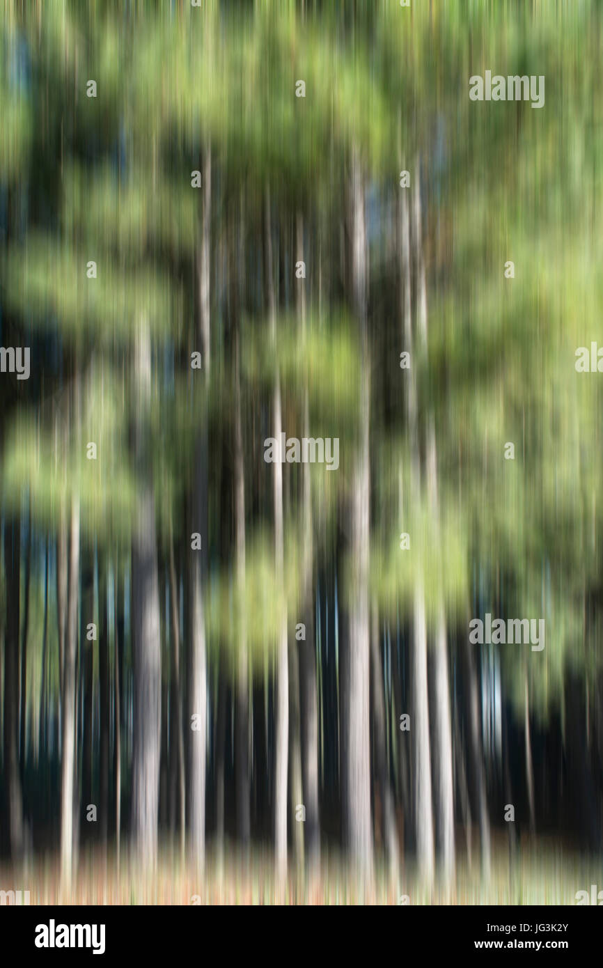 Abstrakte Bewegung verwischt Bäume in einem Wald Stockfoto