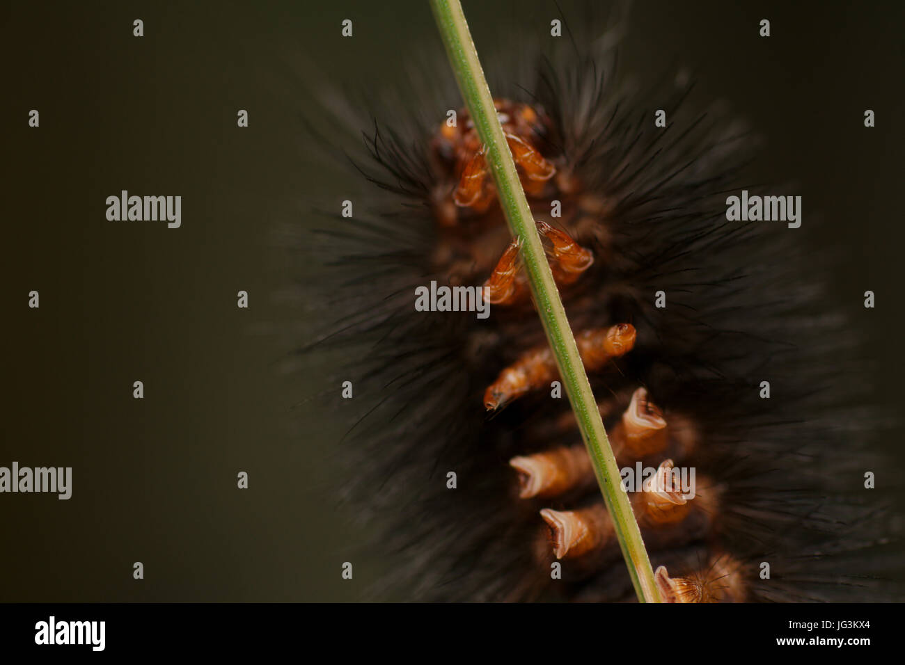 Leopard-Motte Caterpillar oder Woolly Bär Stockfoto