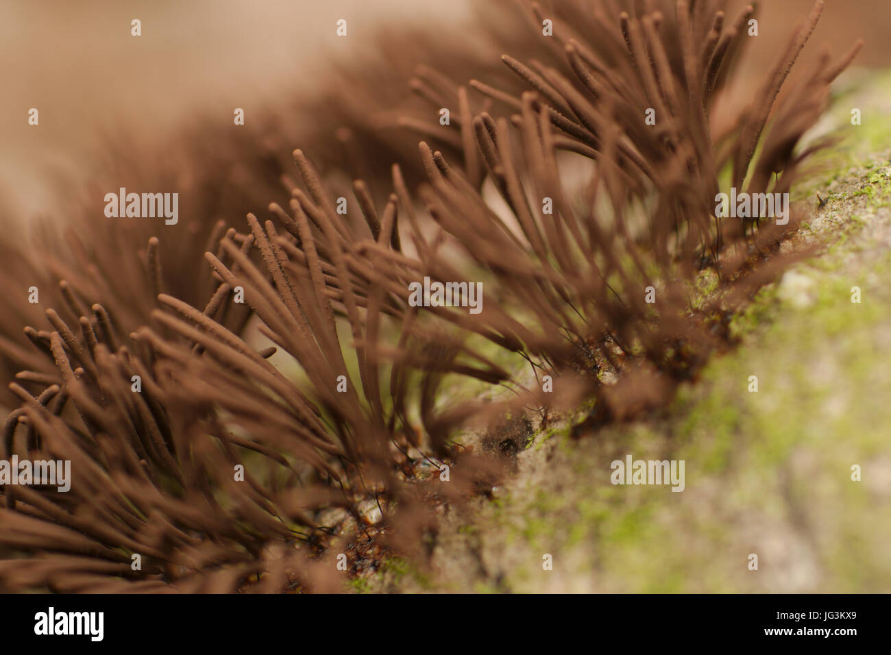 Schokolade Tube Slime Mold Makro Stockfoto