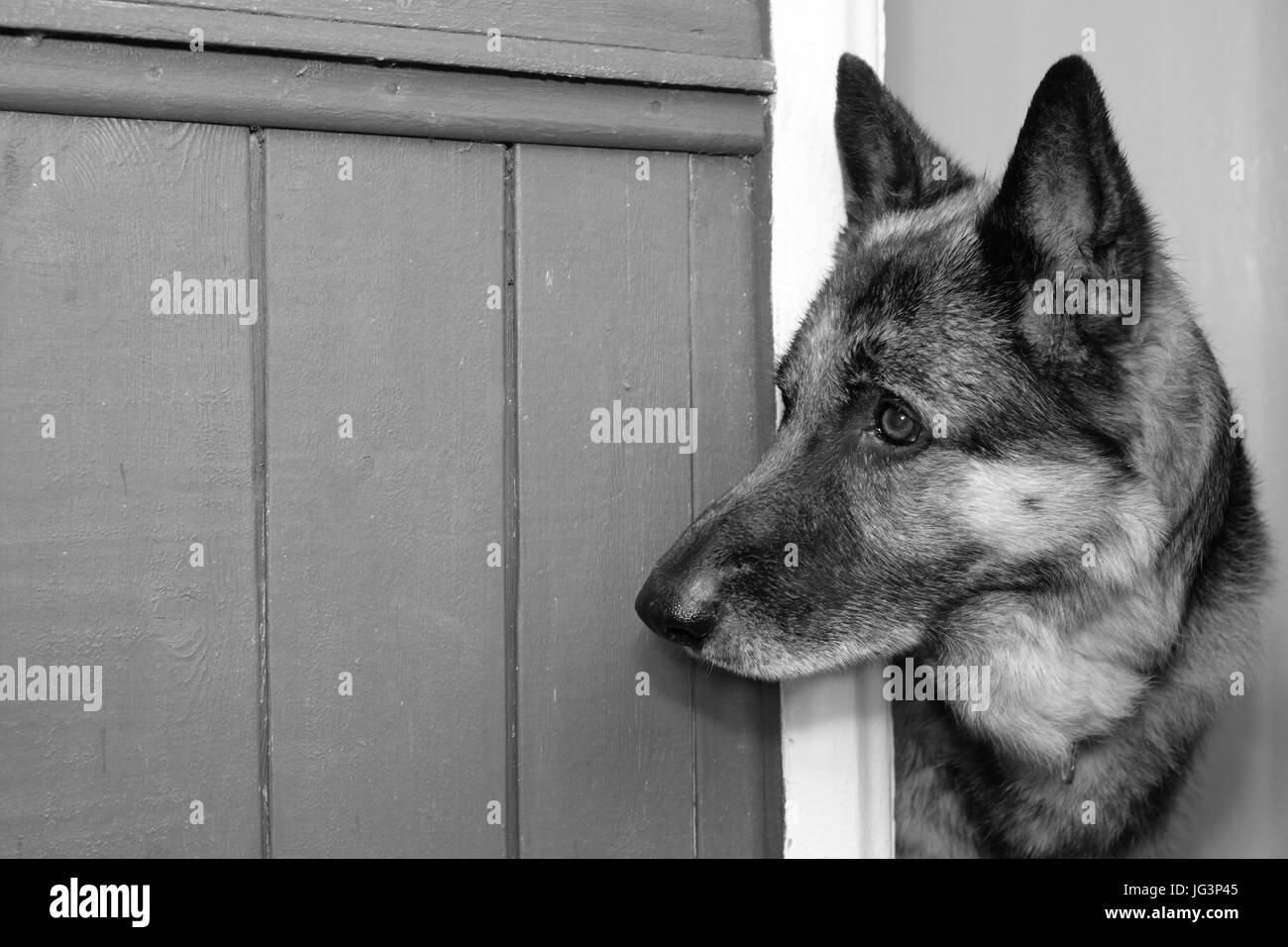 Hund beobachten Home Stockfoto