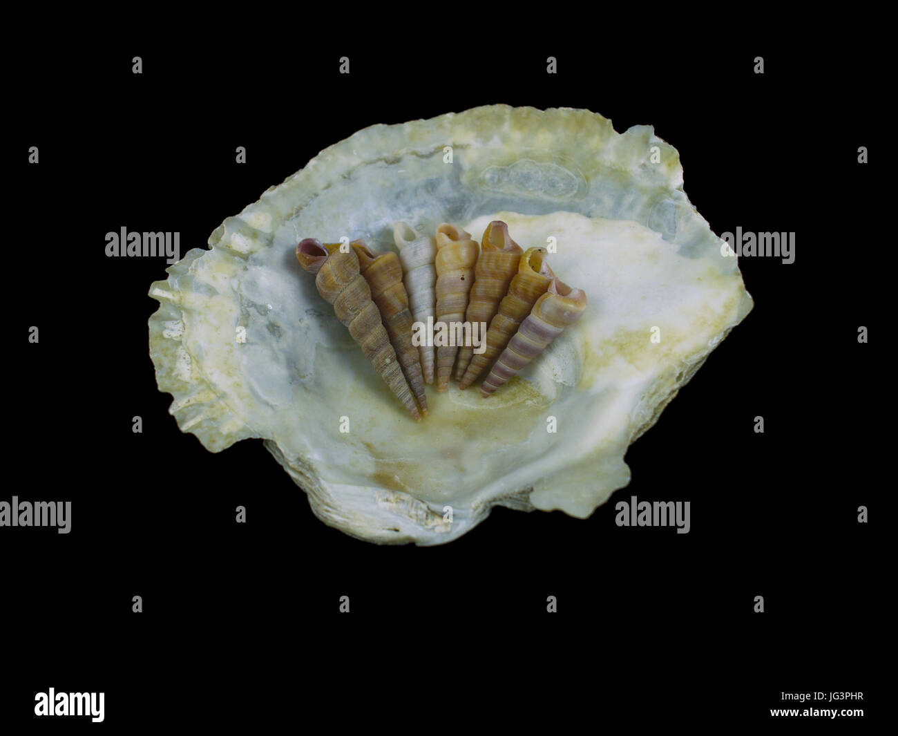 Meeresschnecken über eine Austernschale. Gruppe von Meeresschnecken mit verschiedenen Farben und Größen. Bild wurde in einem Leuchtkasten mit schwarzem Hintergrund aufgenommen. Stockfoto