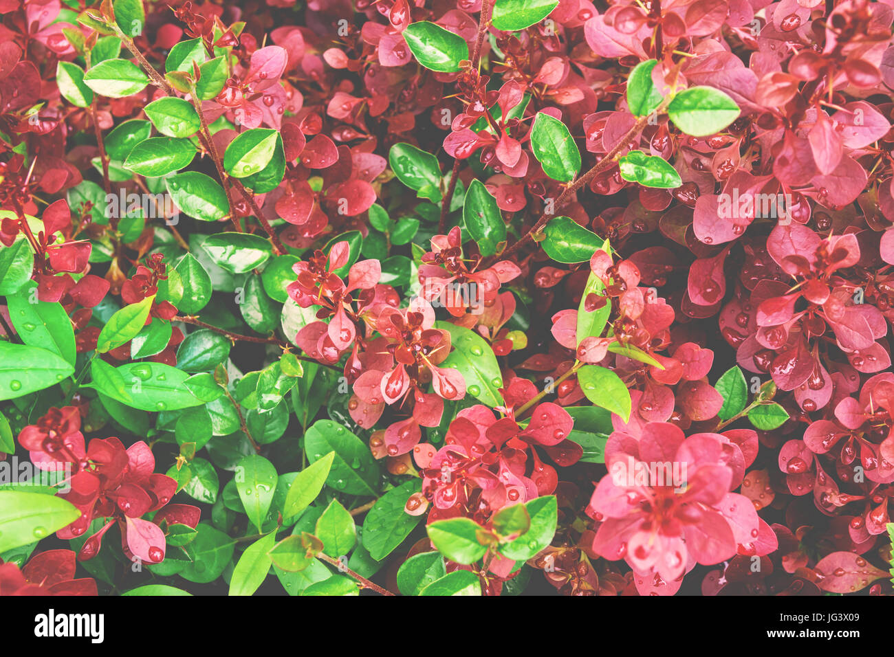 Grün und lila, Laub, botanischen Hintergrund, nassen runden Blättern, crimson, königliche Pygmäen Berberitze, leuchtende Farben, leicht Matt-Effekt Stockfoto