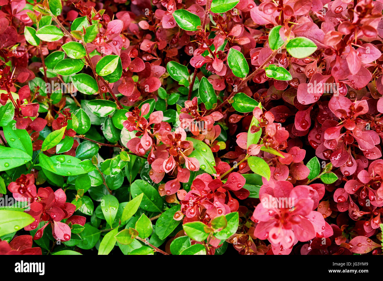 Grün und lila Laub, botanischen Hintergrund nass Runde Blättern, Regen Tropfen, crimson, königliche Pygmäen Berberitze, lebendige Farben Stockfoto