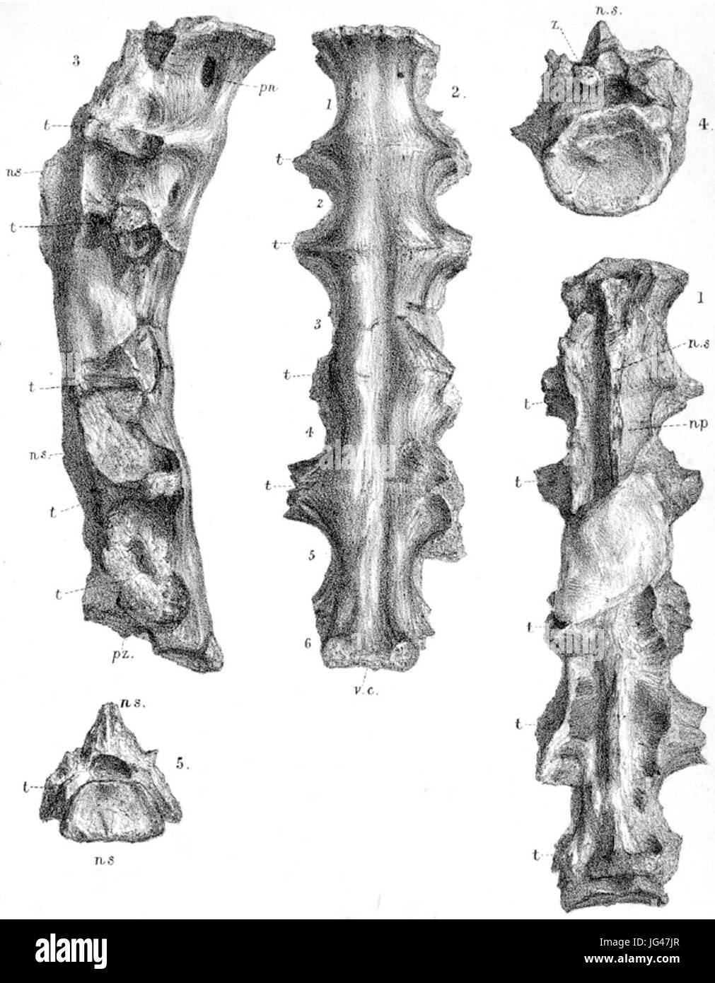 Ornithodesmus cluniculus Stockfoto