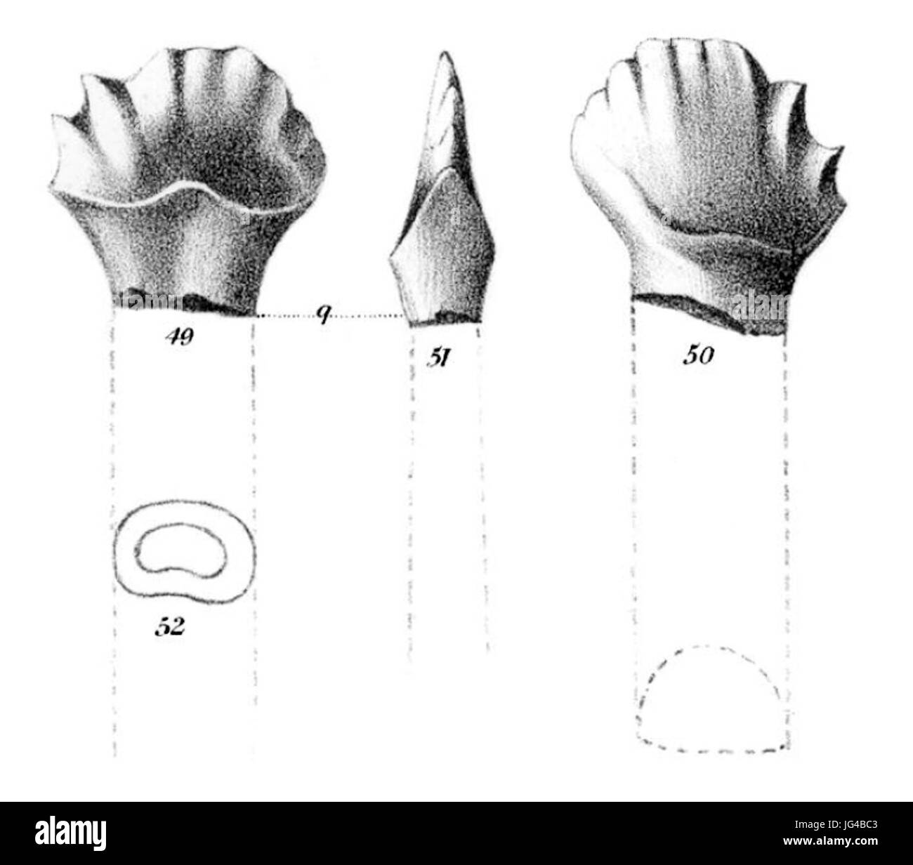 Palaeoscincus costatus Stockfoto