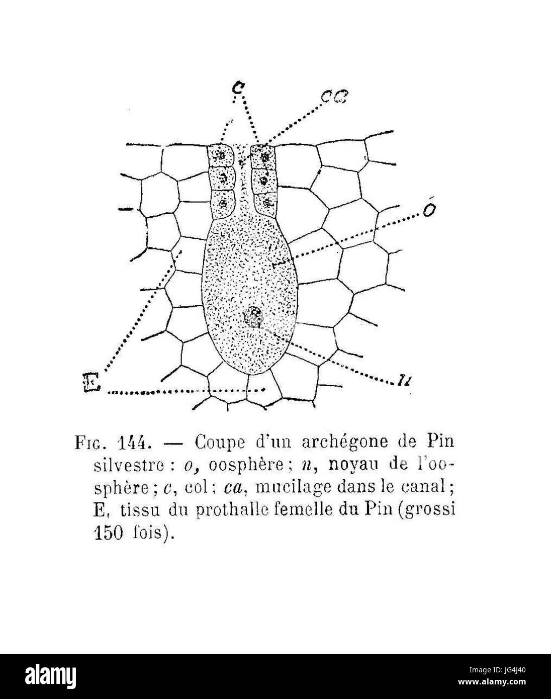 PIN Sylvestre - archégone Stockfoto