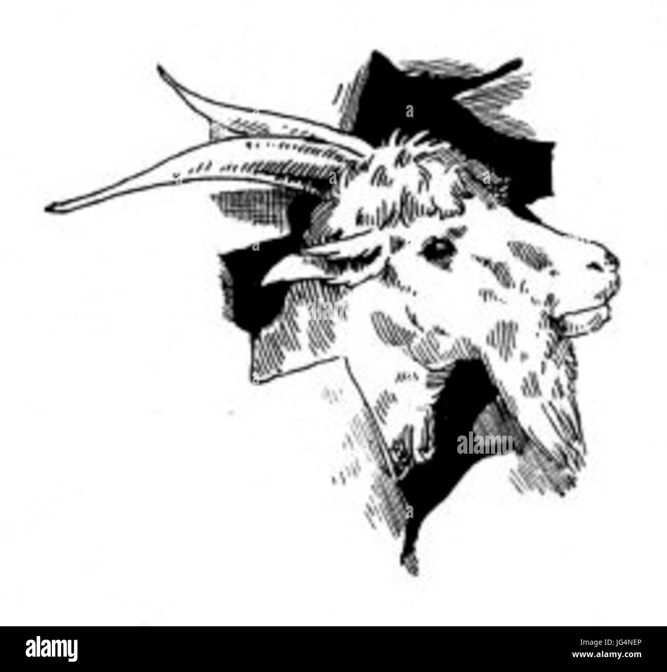 PL Józef Potocki-Notatki Myśliwskie Z Indyi 096 grafika Stockfoto