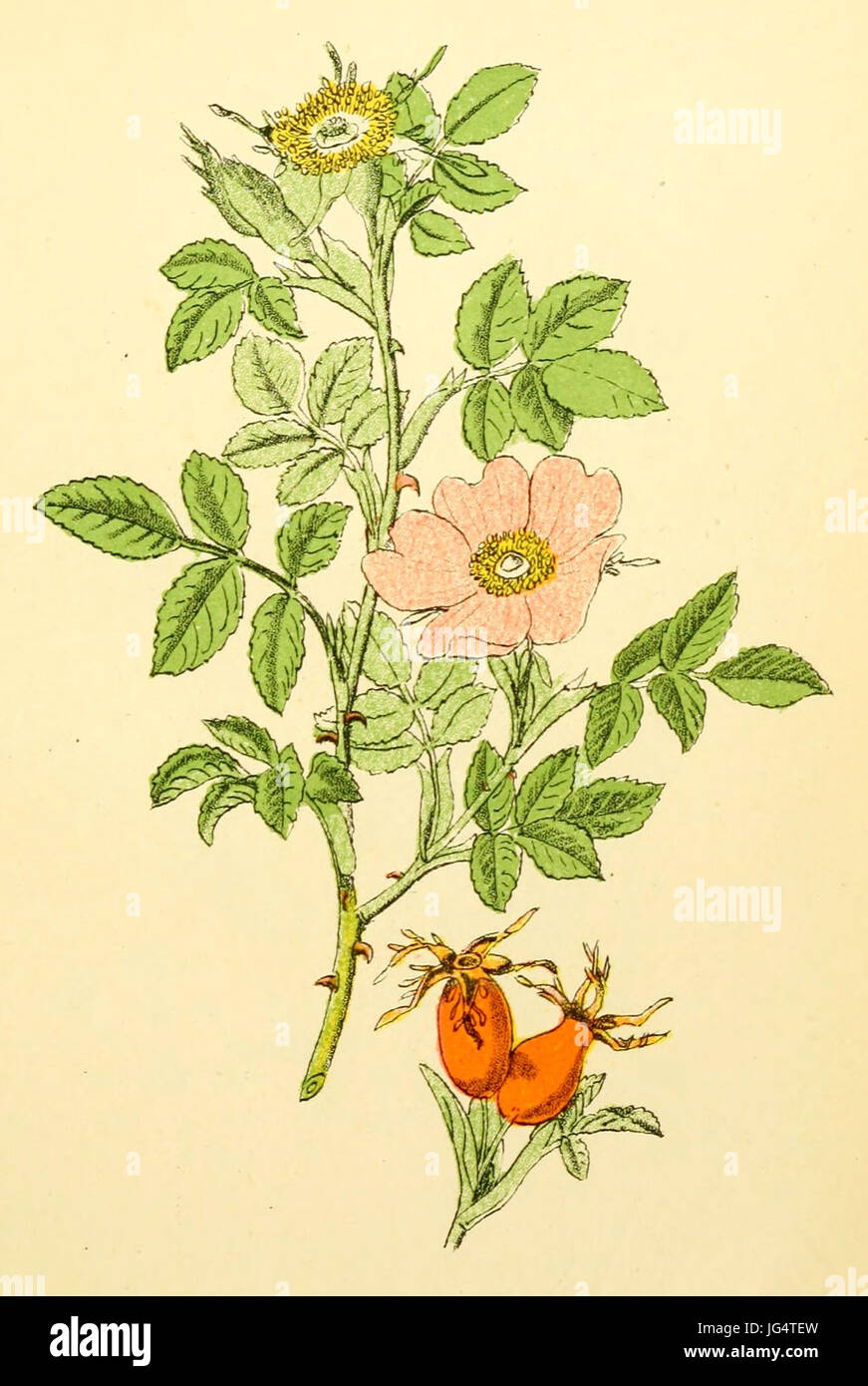 Plantenschat1898 97 43 Wilde Roos. Rosa canina Stockfoto