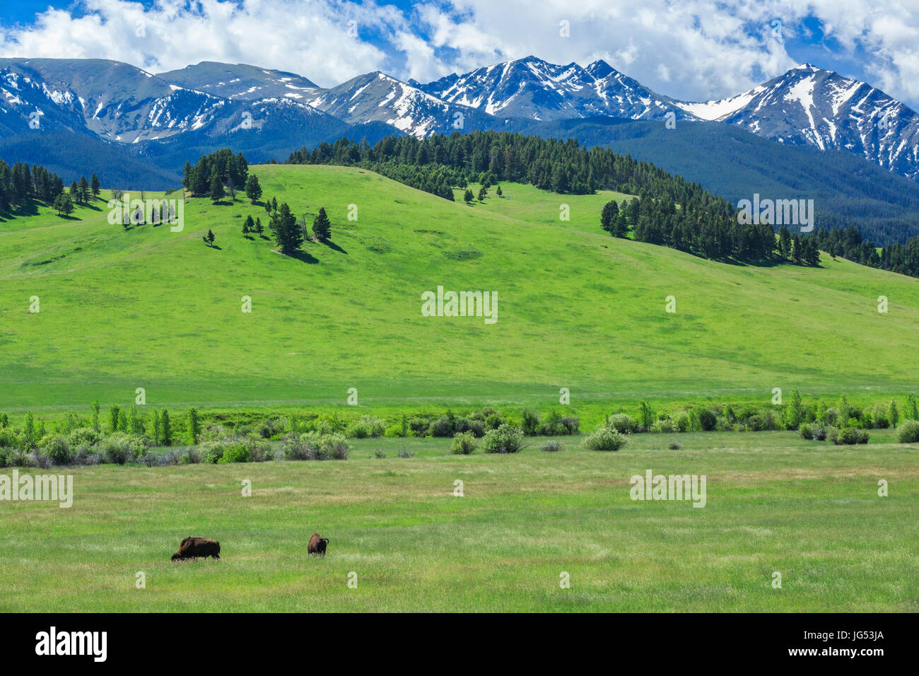 Büffel Weiden in das spanische Creek Valley unter den spanischen Gipfeln in der Nähe von Gallatin Gateway, montana Stockfoto