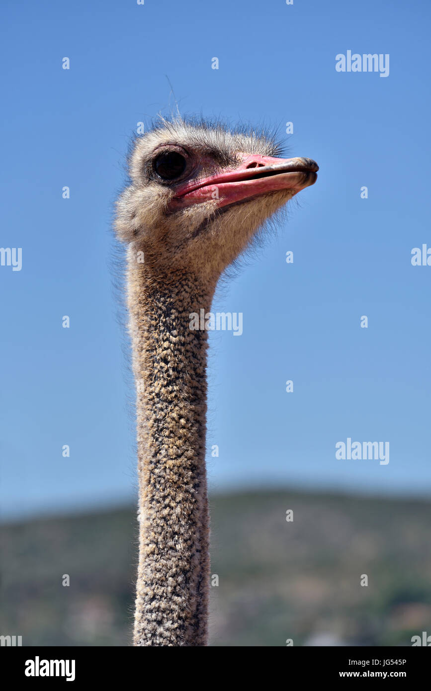 Strauß in Attica Zoological Park, Griechenland Stockfoto