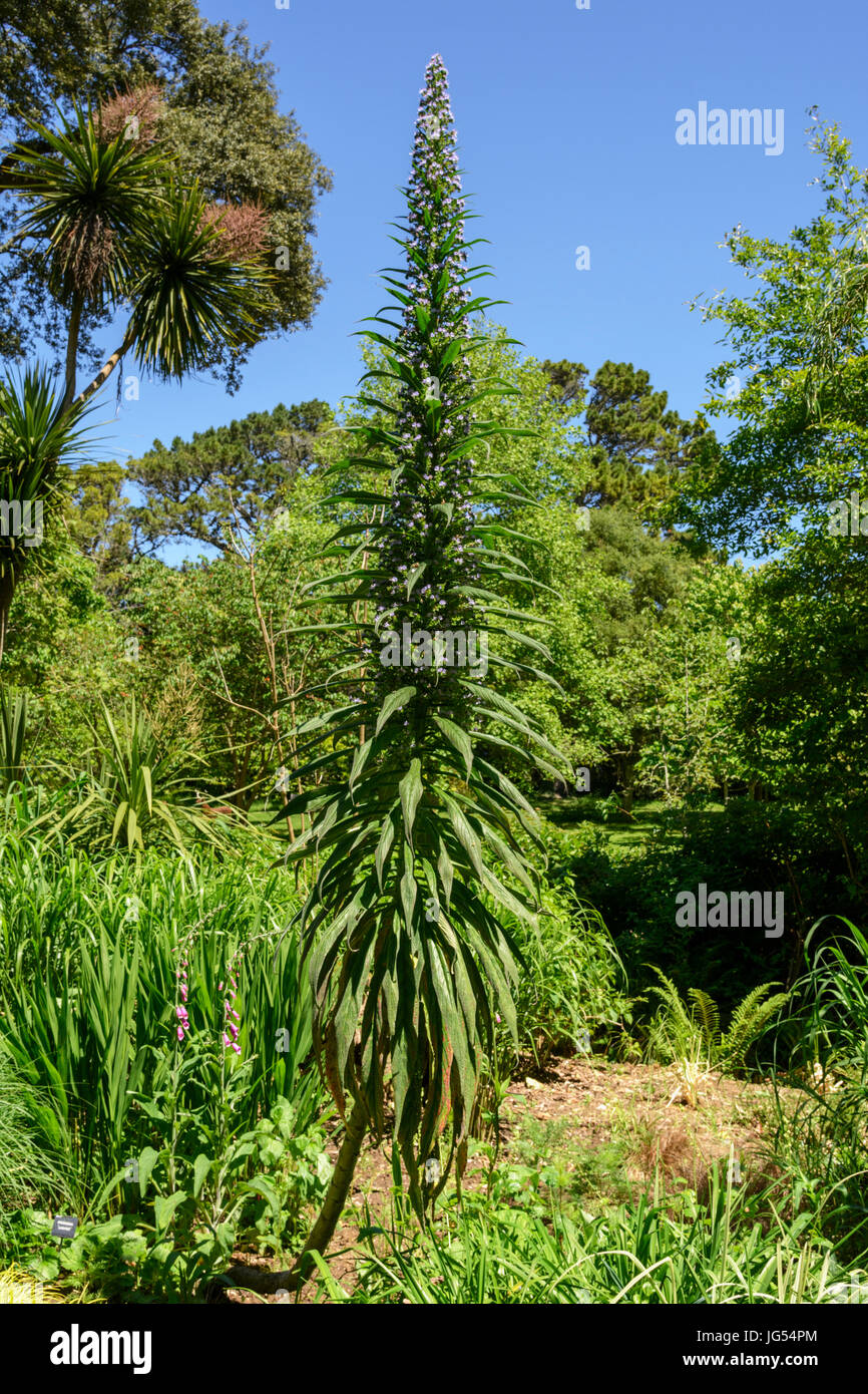 Echium Pininana (oder Echium Pinnifolium).  Auch bekannt als giant viper's Bugloss, Turm aus Juwelen, Baum Echium und Kiefer Echium.  Familie: Boraginaceae Stockfoto