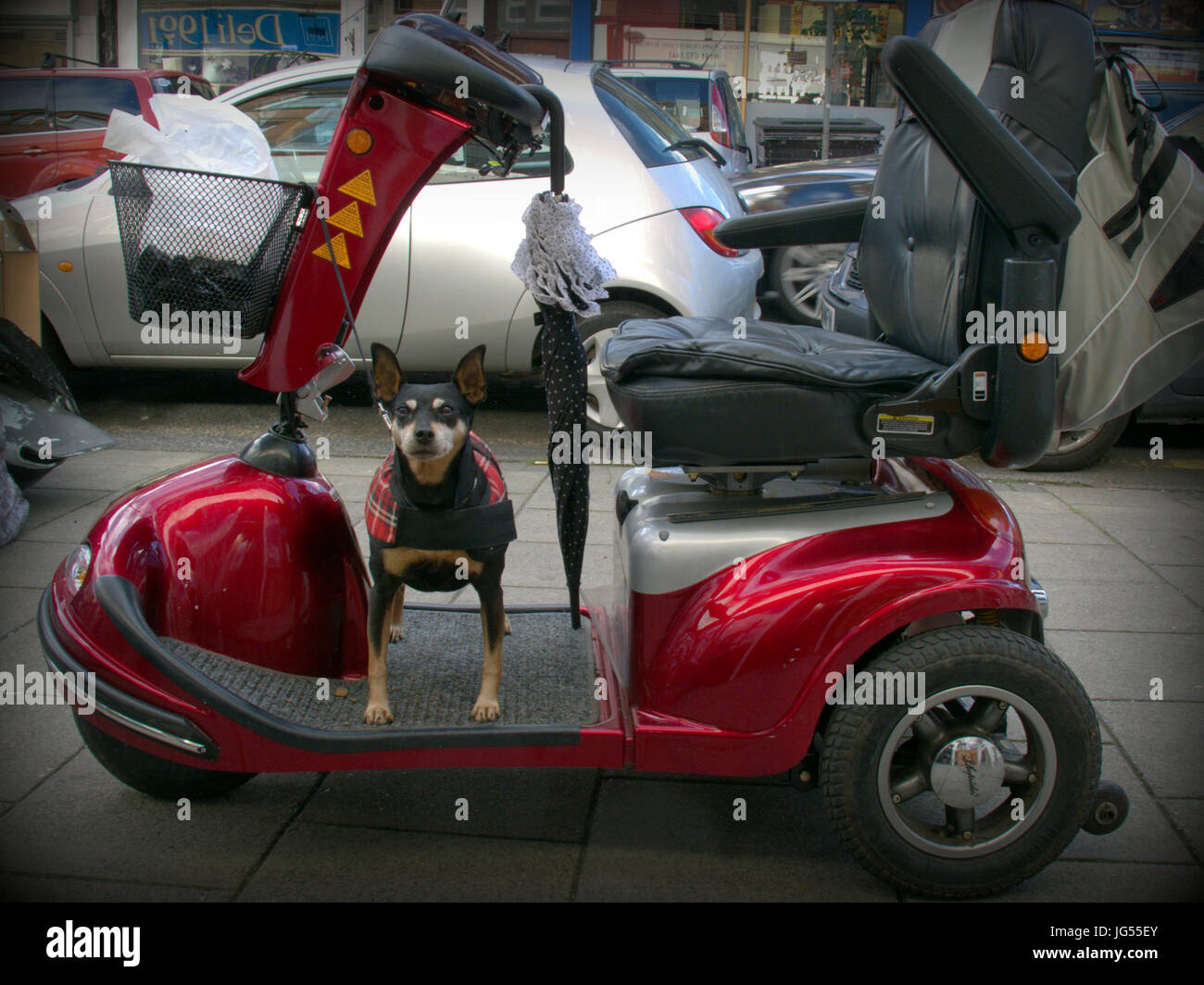 Ungültige Auto mit Besitzer Hund und Regenschirm Humor lustiges Bild Stockfoto