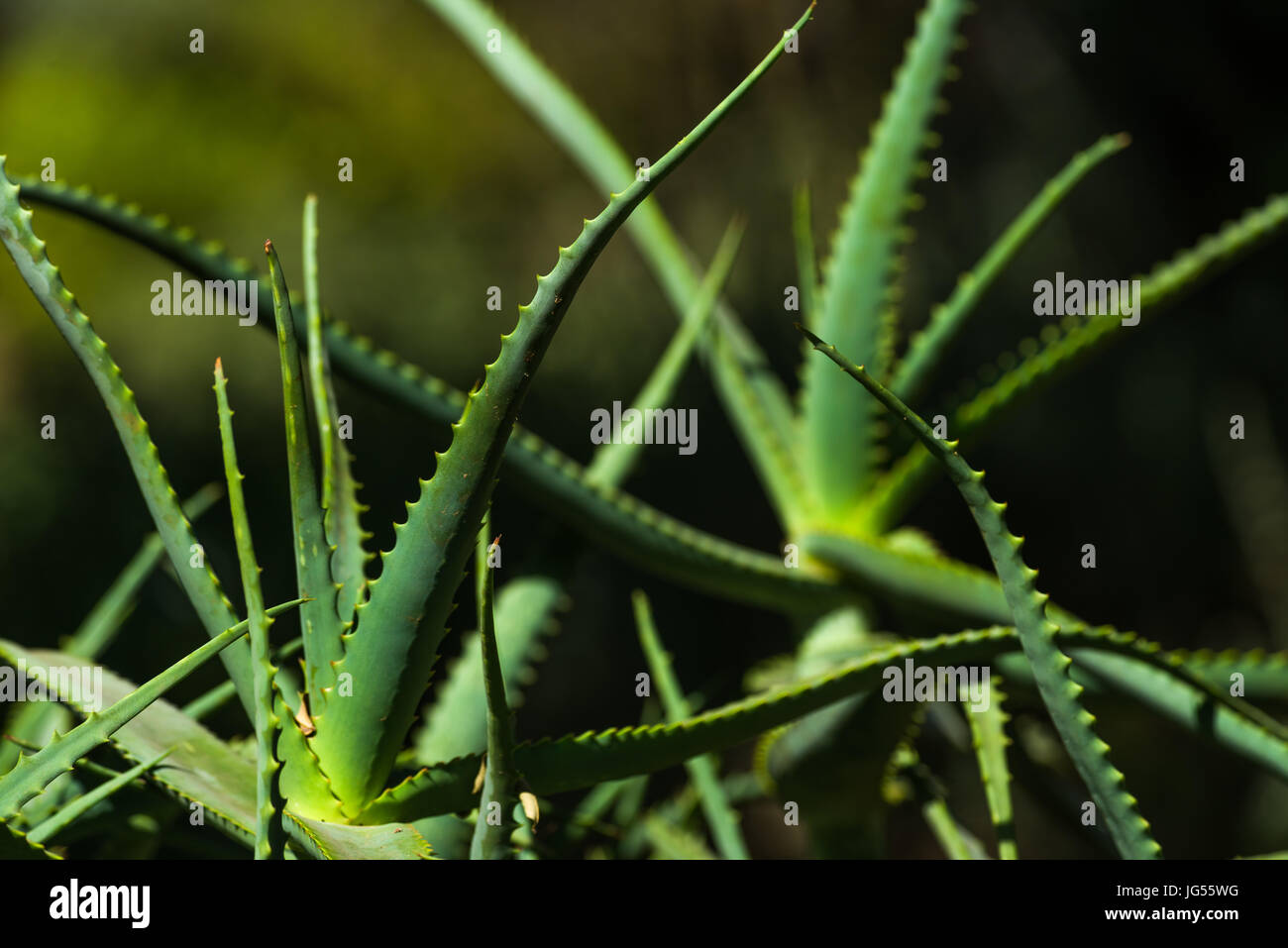 Aloe Vera Evergreen mehrjährige Pflanze im Sonnenlicht Stockfoto