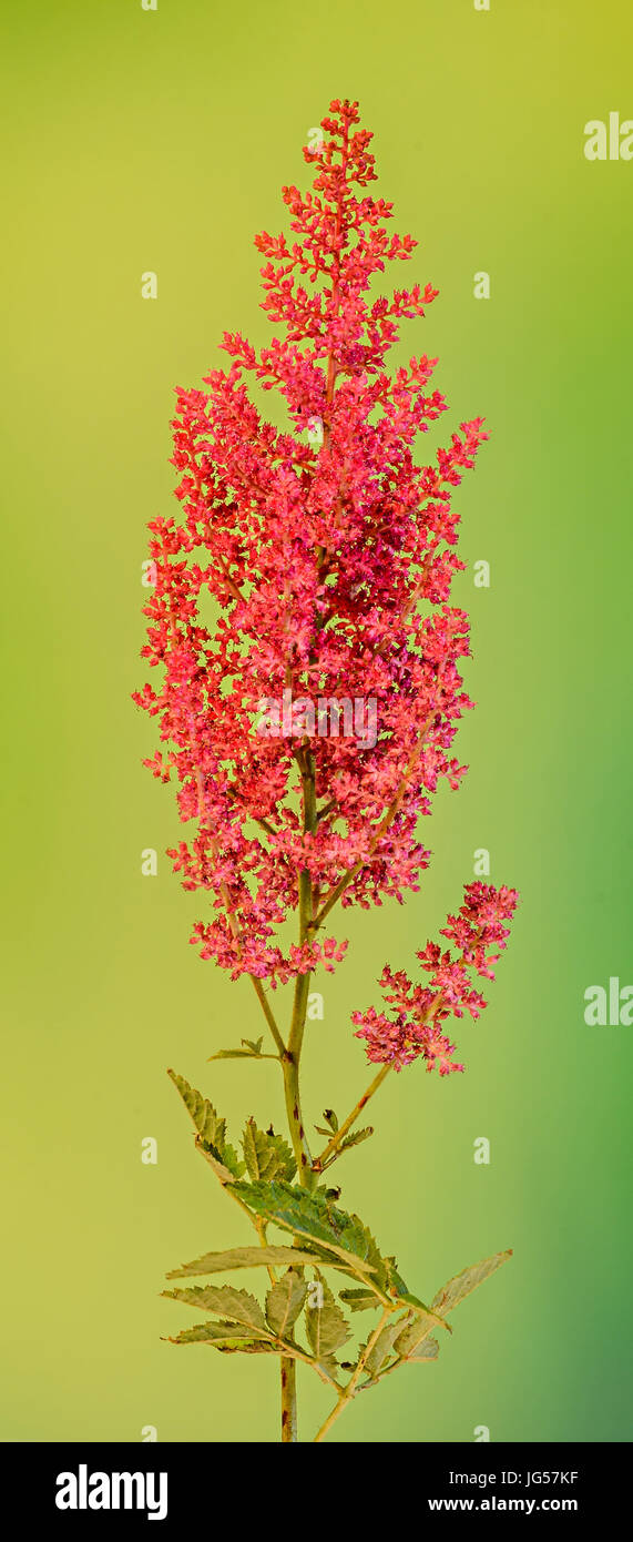 Rot Astilbe Blumen, grüne Bokeh Hintergrund, Nahaufnahme, isoliert. Familie Saxifragaceae, bekannt als falsche Ziegen Bart und falsche spirea Stockfoto