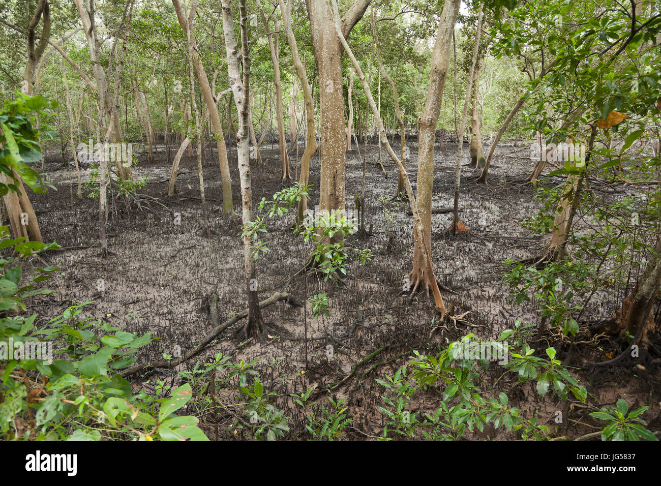 Singapur, Sungei Buloh Wetland Reserve, Mangroven, Ebbe. Stockfoto