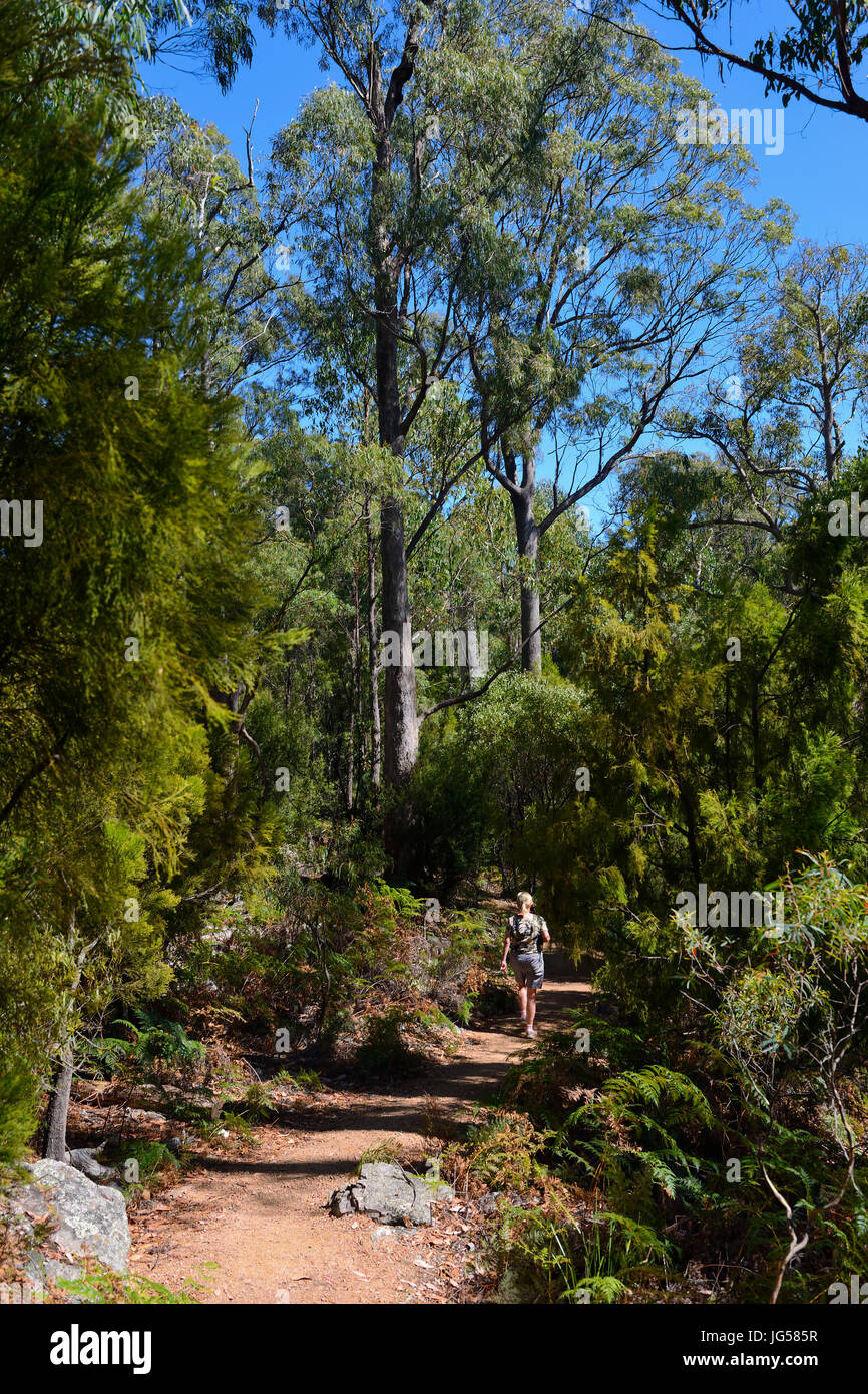 Waldweg zum Lookout point, Alaun Klippen State Reserve, nördlichen Tasmanien, Australien Stockfoto