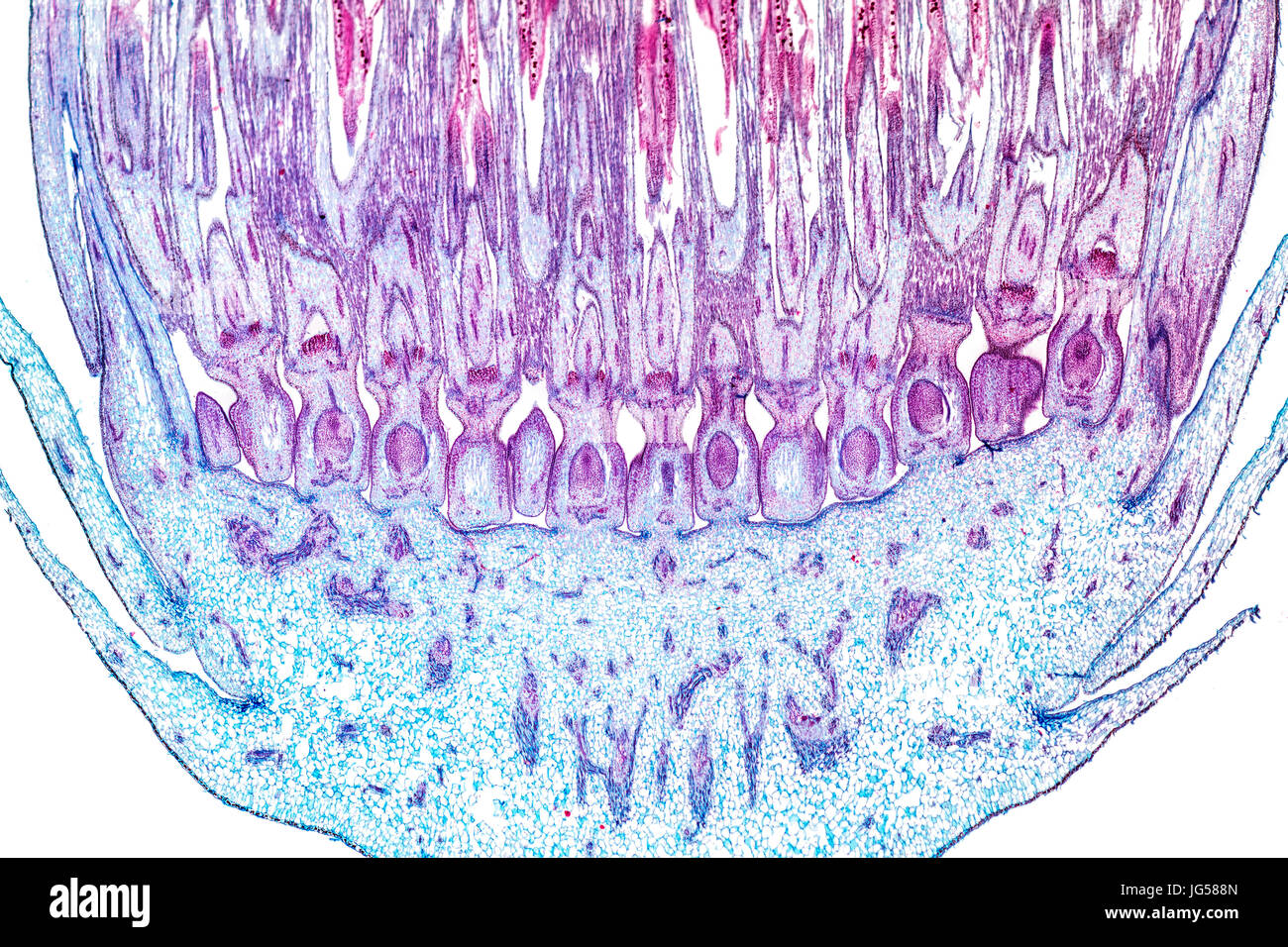 Allgemeine Struktur der Löwenzahn Blütenknospe Hellfeld Mikrophotographie LS anzeigen Stockfoto