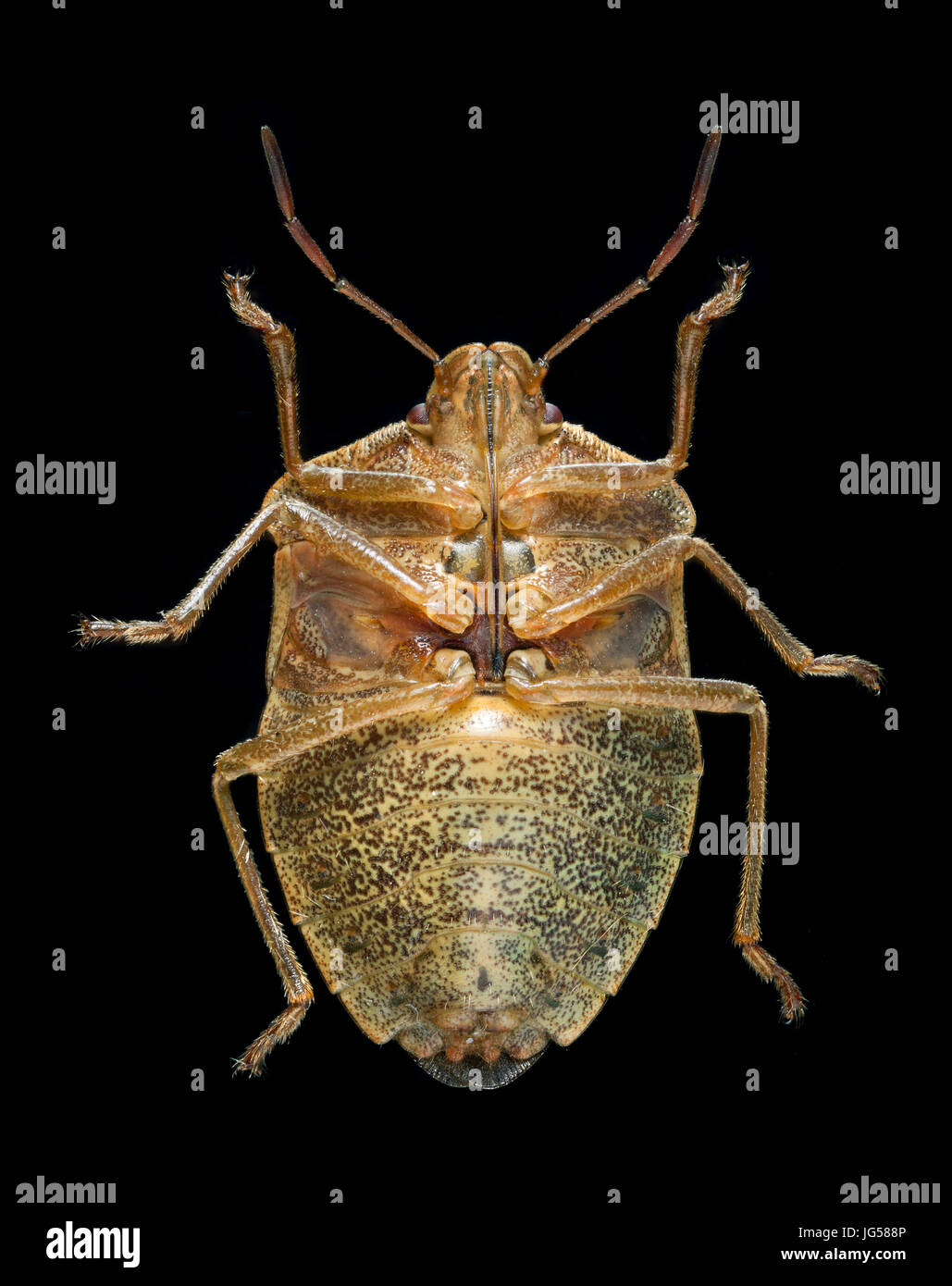 Weißdorn Schild Bug, Unterseite ventrale Ansicht (Acanthosoma Haemorrhoidale) ist ein common European Shield bug Stockfoto