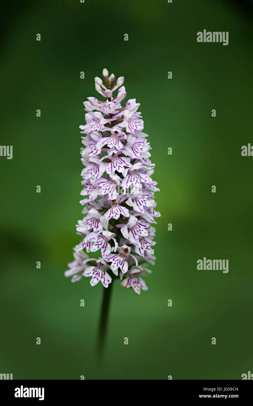 Dactylorhiza Fuchsii, die gemeinsame gefleckte Orchidee ist eine Pflanzenart in der Familie Orchidee Orchidaceae Blüte. Stockfoto