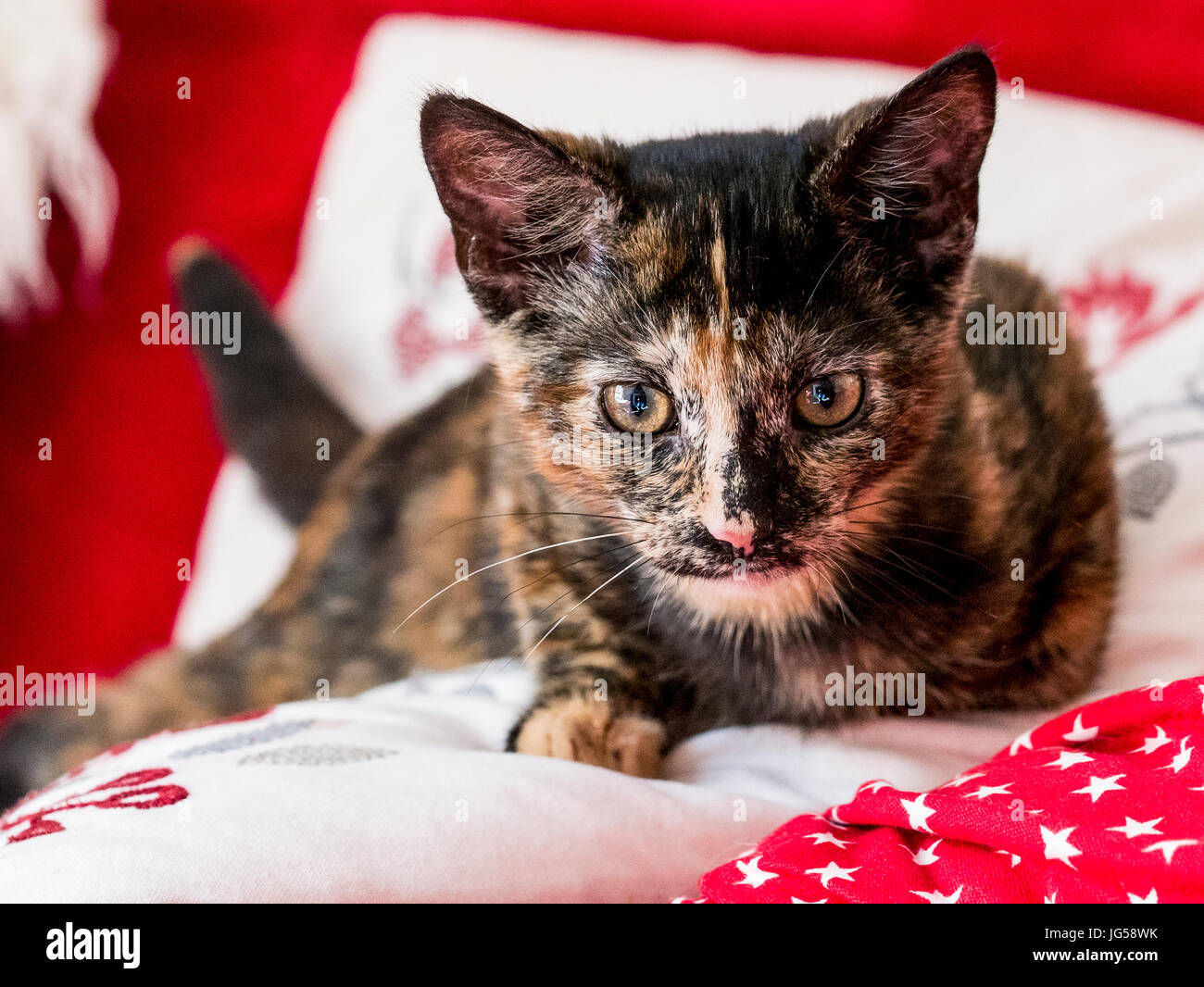 Schildpatt Kätzchen Stockfoto