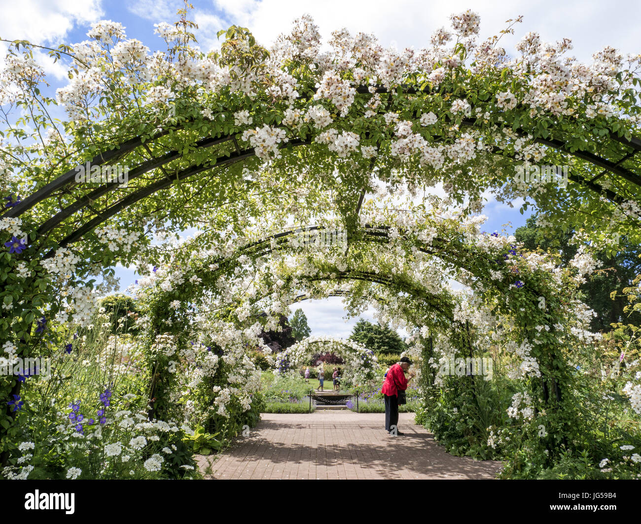 ROSE ARCH Ramblerrosa 'Rosa Mulliganii' Rose in perfekter üppiger Blüte im englischen Garten mit weiblichen Gartenenthusiasten genießen das Ambiente in Großbritannien Stockfoto