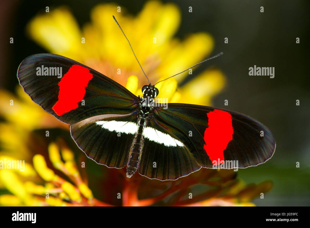 Postbote Schmetterling Heliconius Melpomene Aufnahme in Panama Stockfoto