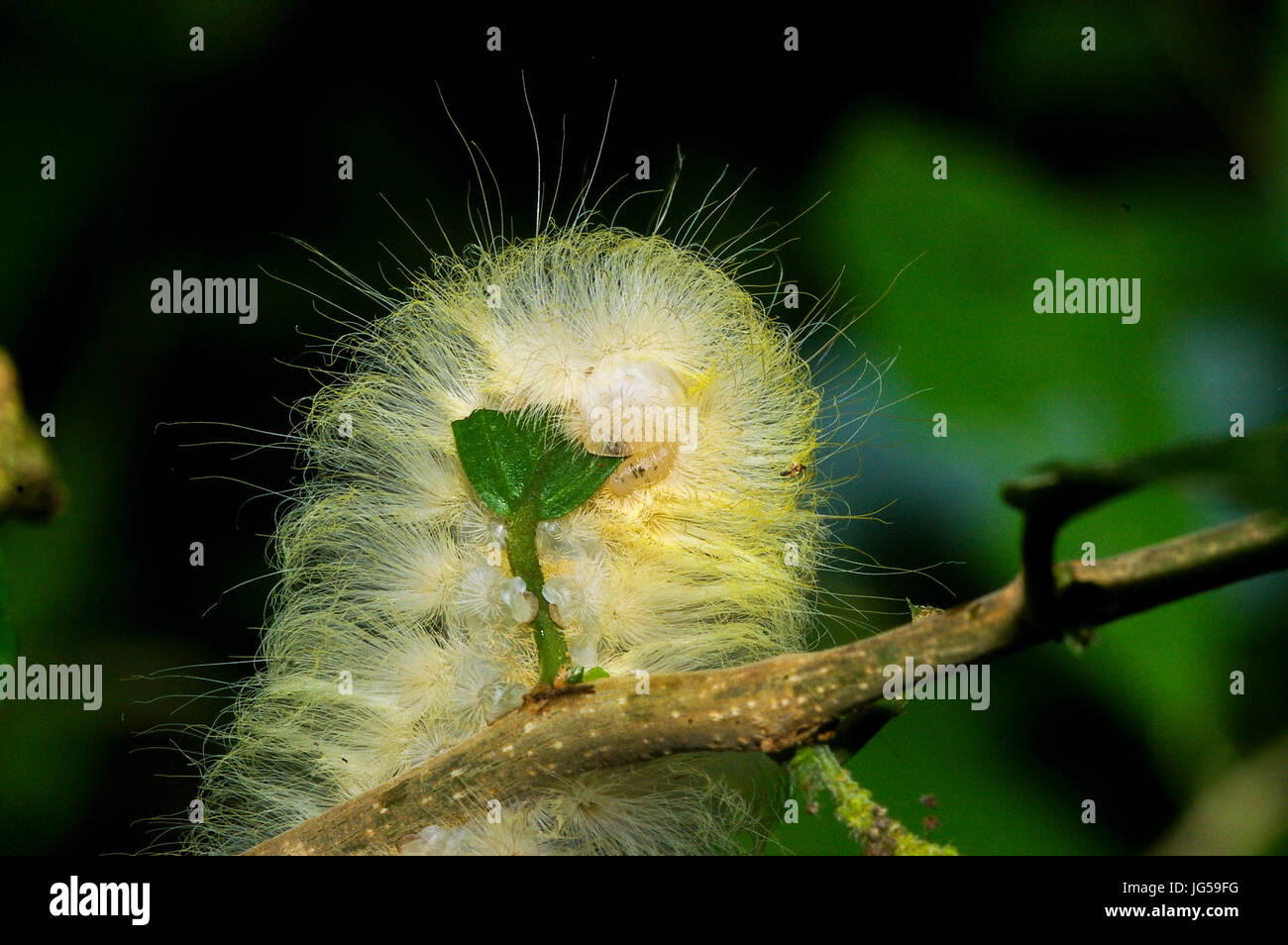 Behaarte Raupe Nahaufnahme Makro Fütterung auf einem grünen Blatt Stockfoto