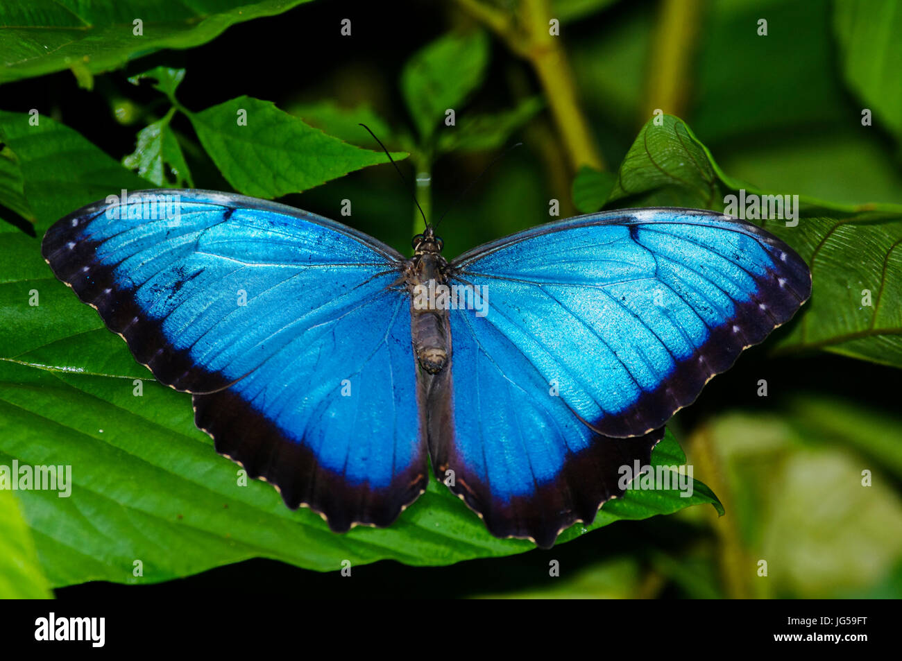 Gewöhnlicher blauer Morpho-Schmetterling auf einem grünen Blatt, das in Panama aufgenommen wurde Stockfoto