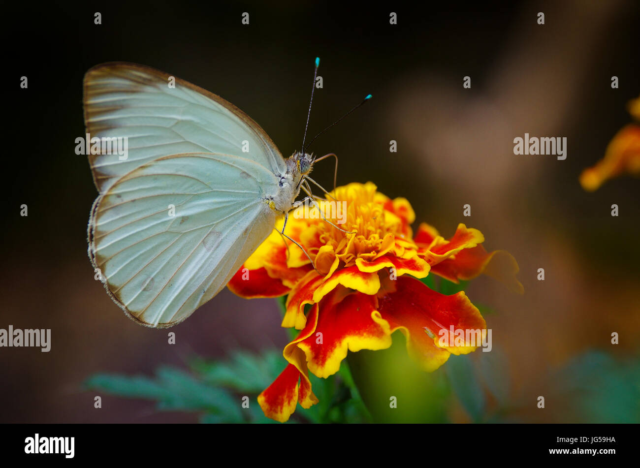 Große südliche weißer Schmetterling Aufnahme in Panama Stockfoto