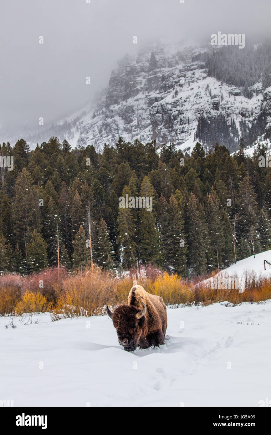 Eine amerikanischen Bison geht weg von Mount Hornaday durch den Winterschnee in Richtung Pebble Creek in den Yellowstone-Nationalpark 9. Februar 2017 in der Nähe von fossilen Forrest, Wyoming.    (Foto: Jacob W. Frank via Planetpix) Stockfoto