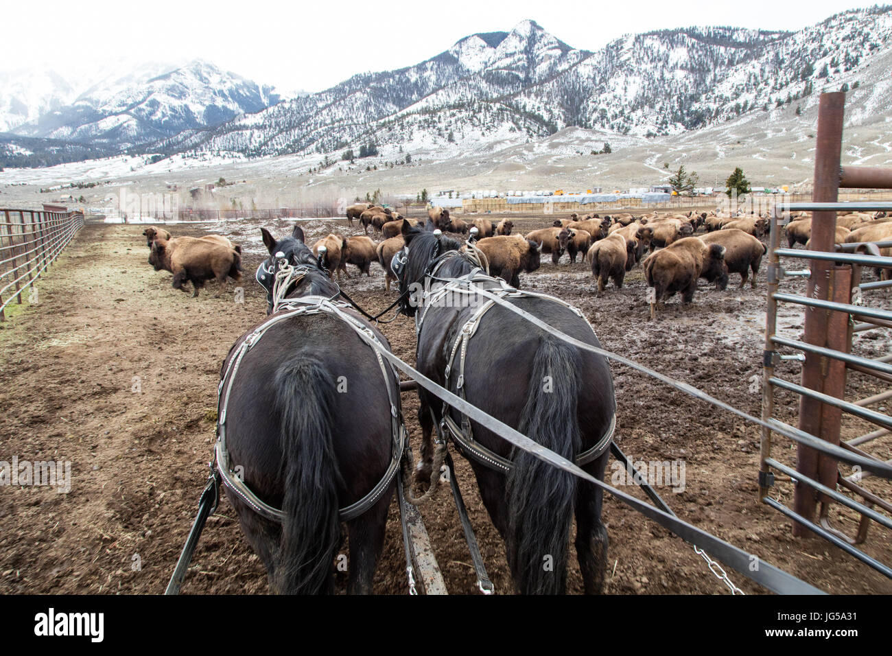 Ein Pferdefuhrwerk corrals eine Herde Bisons im Yellowstone National Park Stephens Creek Capture Anlage 22. Februar 2017 in der Nähe von Gardiner, Montana. Stephens Creek Pläne zum Entfernen von 600 bis 900 Bison zur Reduzierung von Bevölkerungswachstum und Massenmigration in Montana zu verhindern.    (Foto: Jacob W. Frank via Planetpix) Stockfoto